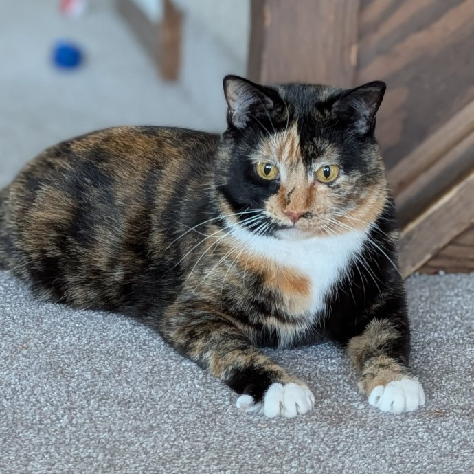 Stefani- Mke Cat Lover 