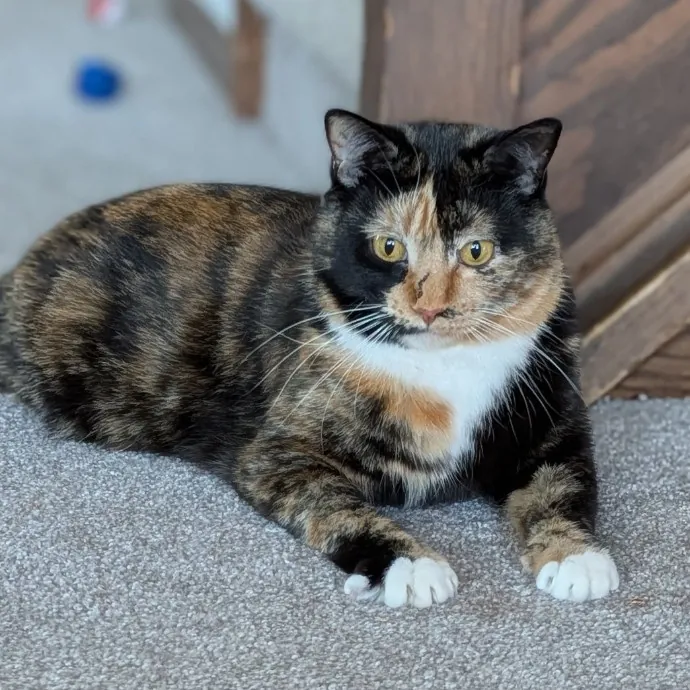 Stefani- Mke Cat Lover 