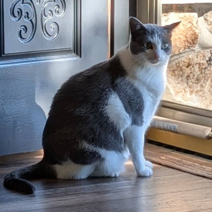 Stefani- Mke Cat Lover 