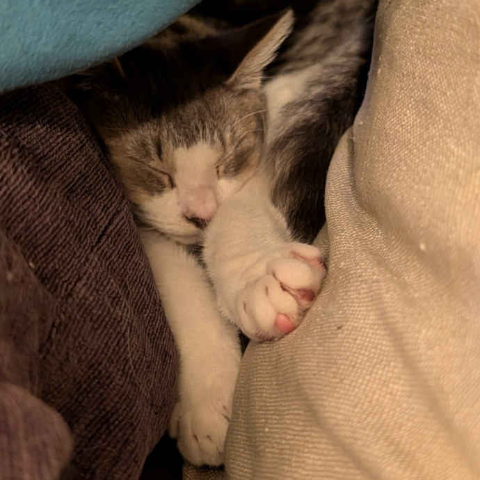 Stefani- Mke Cat Lover  photo 2