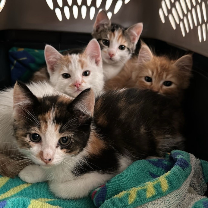 Cat Staff Since Birth photo 2