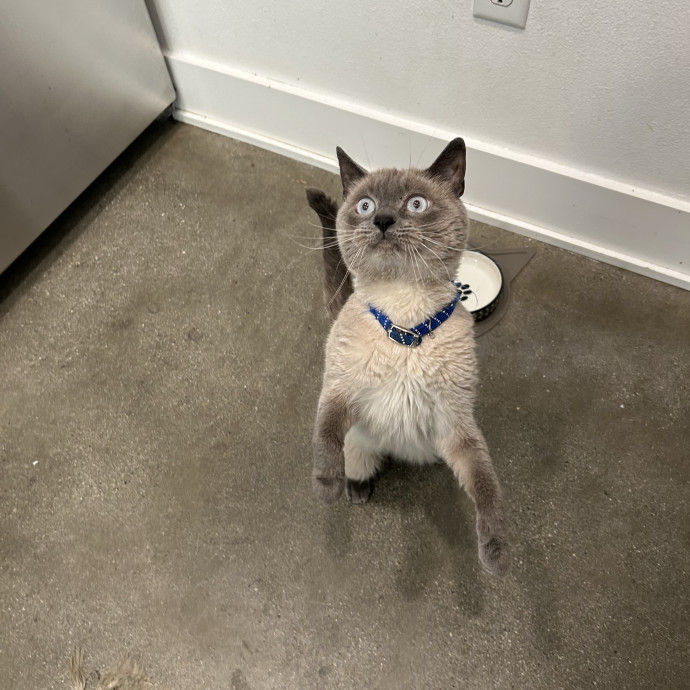 Your Cat's Bff