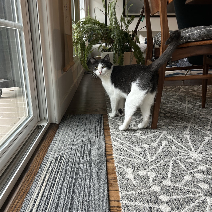 Your Cat's Bff