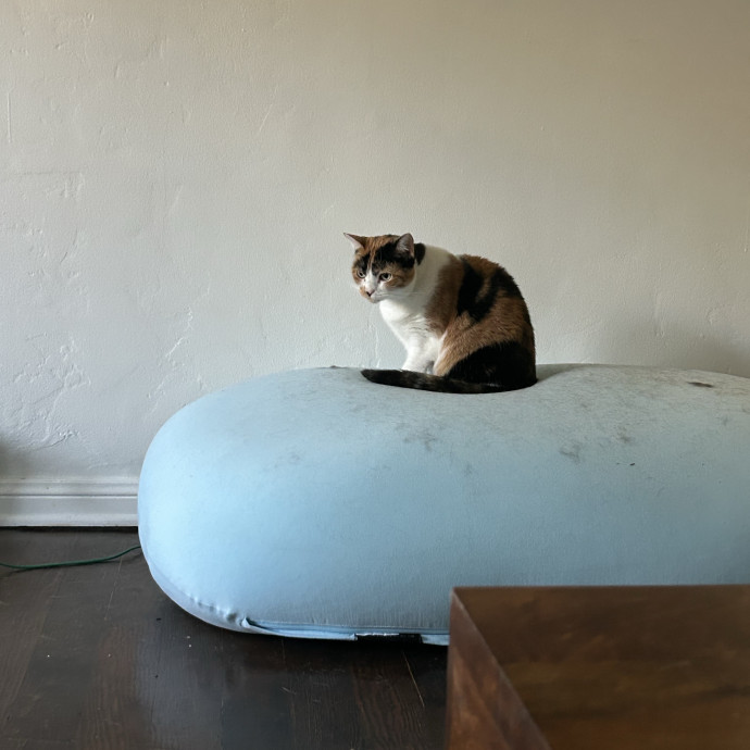 Your Cat's Bff