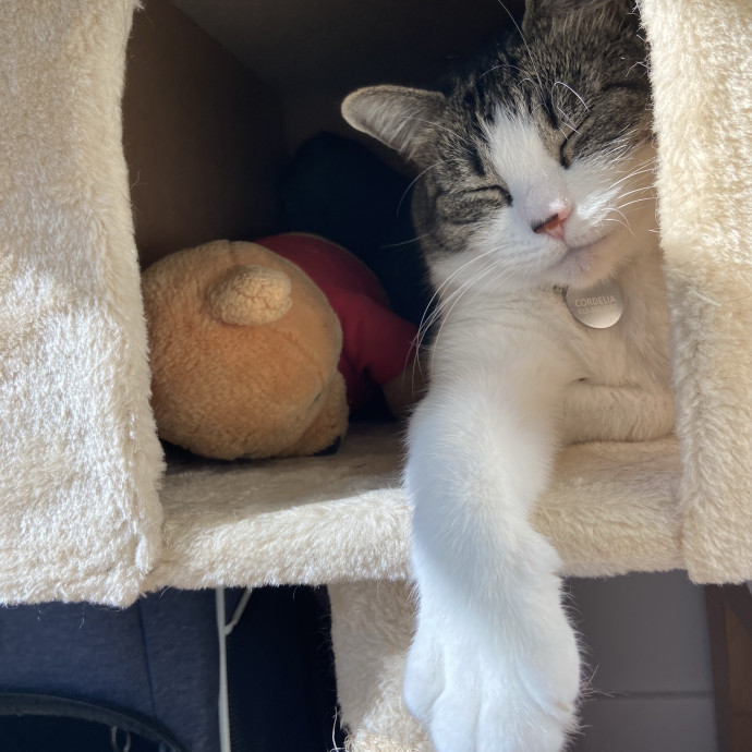 Your Cat's Bff