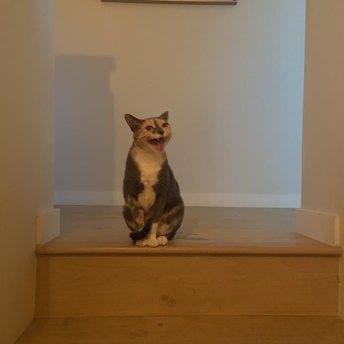 Your Cat's Bff