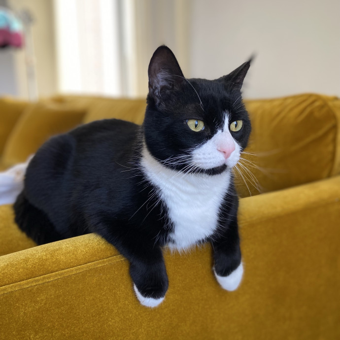 Your Cat's Bff
