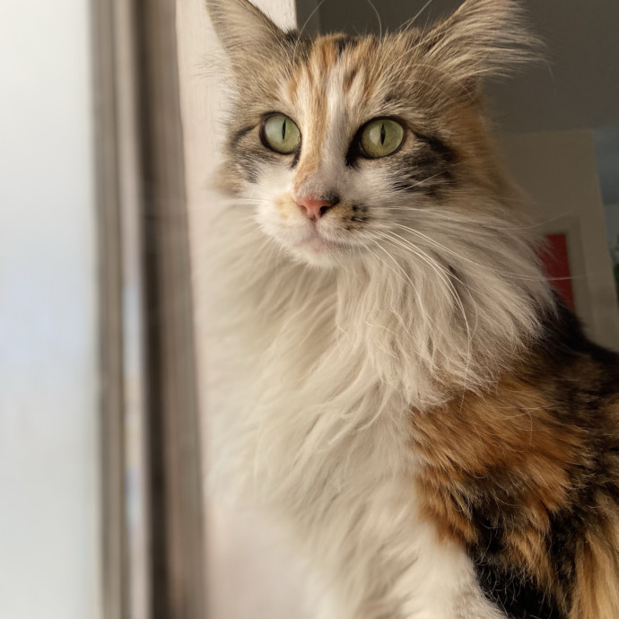 Your Cat's Bff photo 3