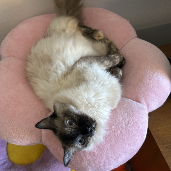 Your Cat's Bff photo 2