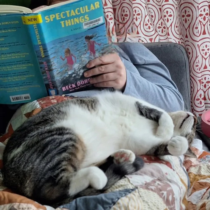Cat Care For When You're Away