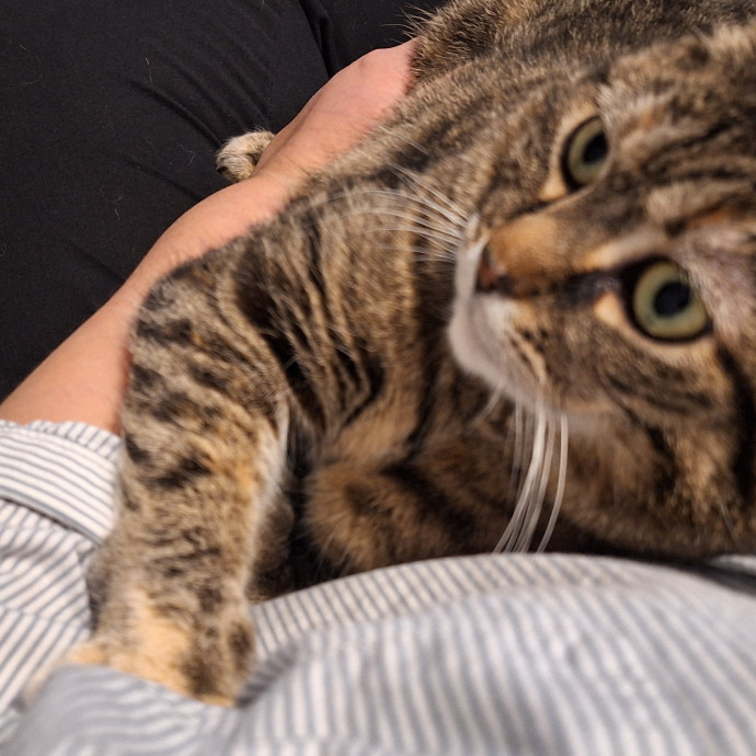 Cat Care For When You're Away