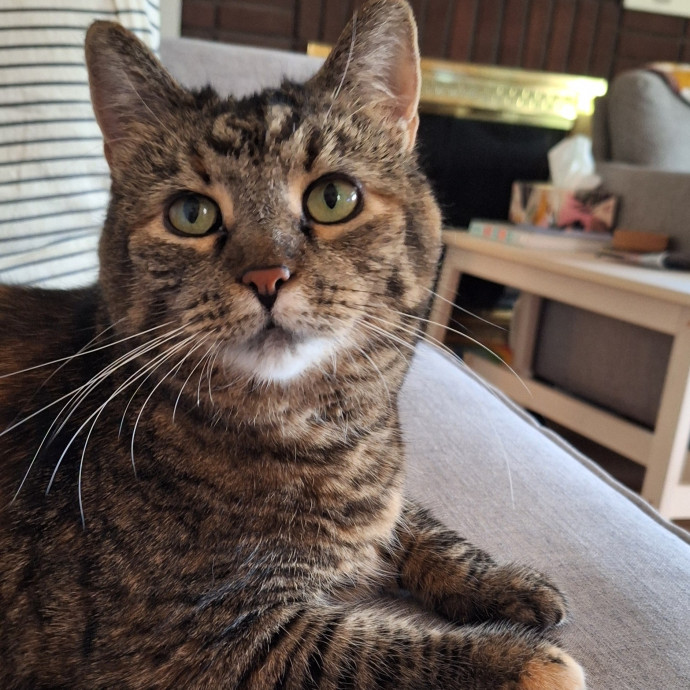 Cat Care For When You're Away