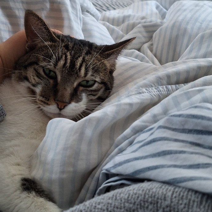 Cat Care For When You're Away