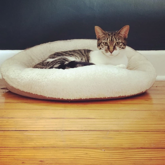 Cat Care For When You're Away photo 3