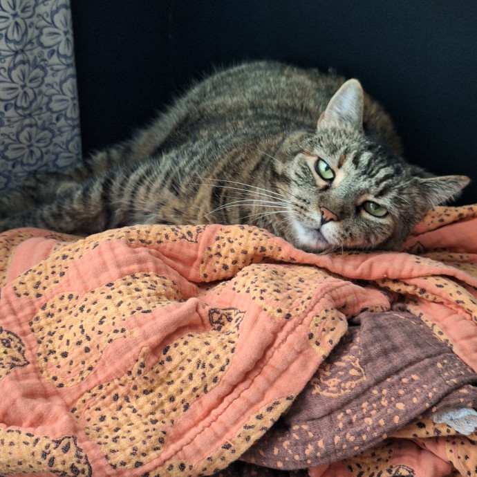 Cat Care For When You're Away photo 2