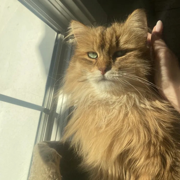 Your Cat's Next Best Friend