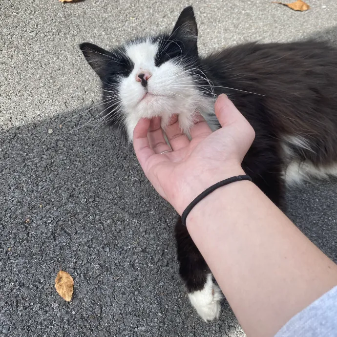 Your Cat's Next Best Friend