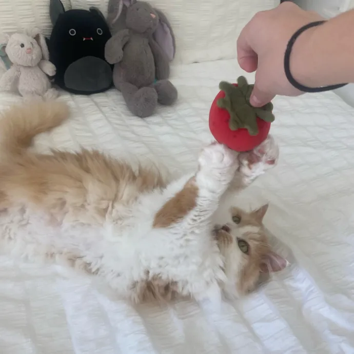 Your Cat's Next Best Friend