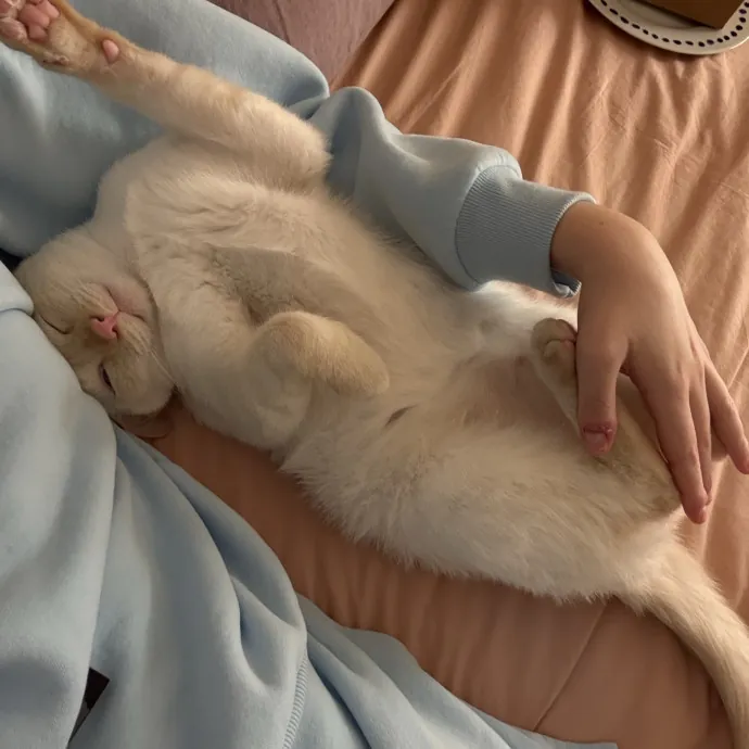 Your Cat's Next Best Friend