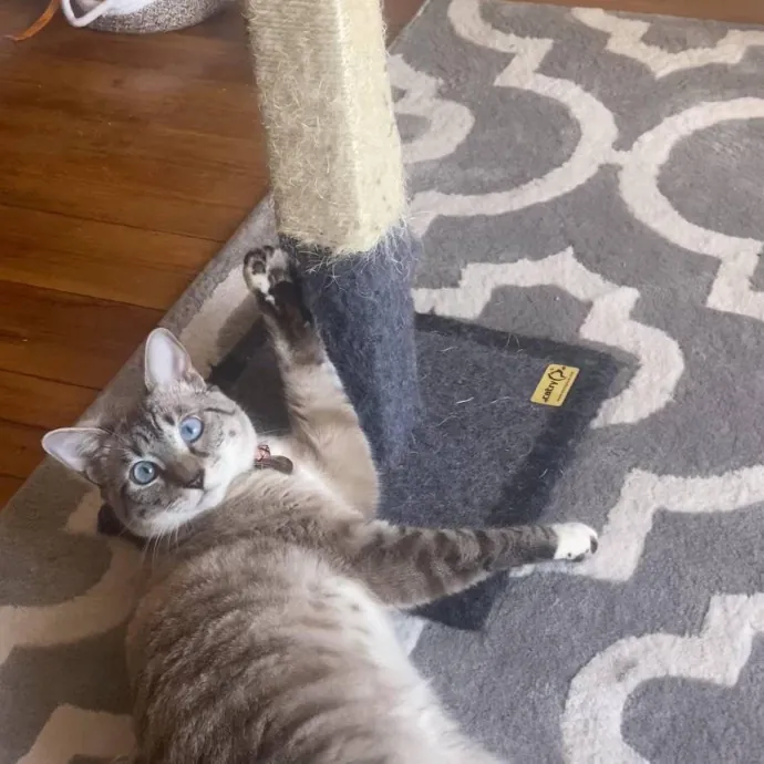 Your Cat's Next Best Friend