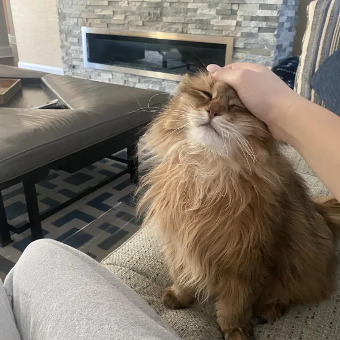 Your Cat's Next Best Friend