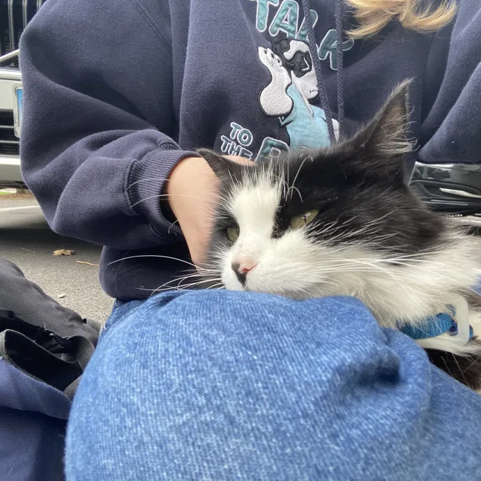 Your Cat's Next Best Friend