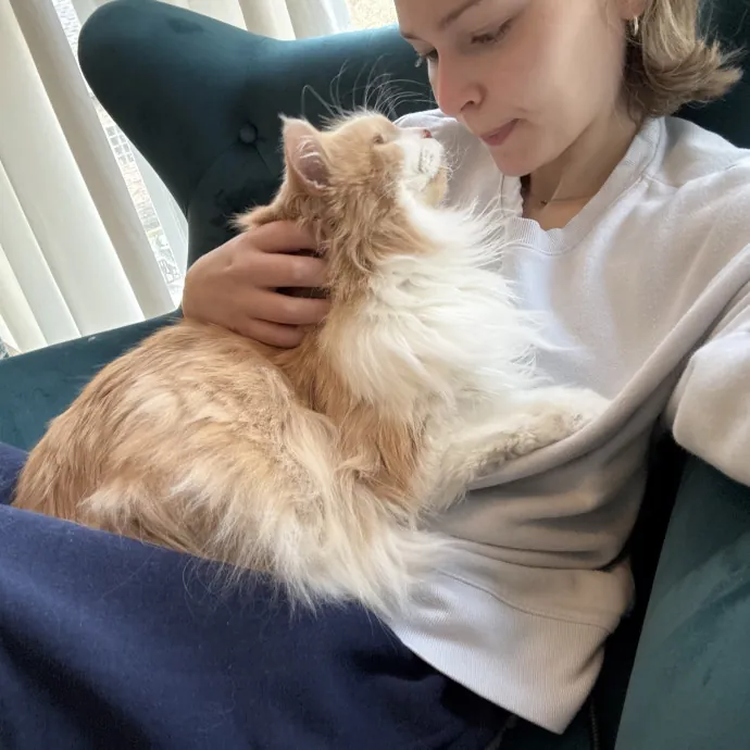 Your Cat's Next Best Friend