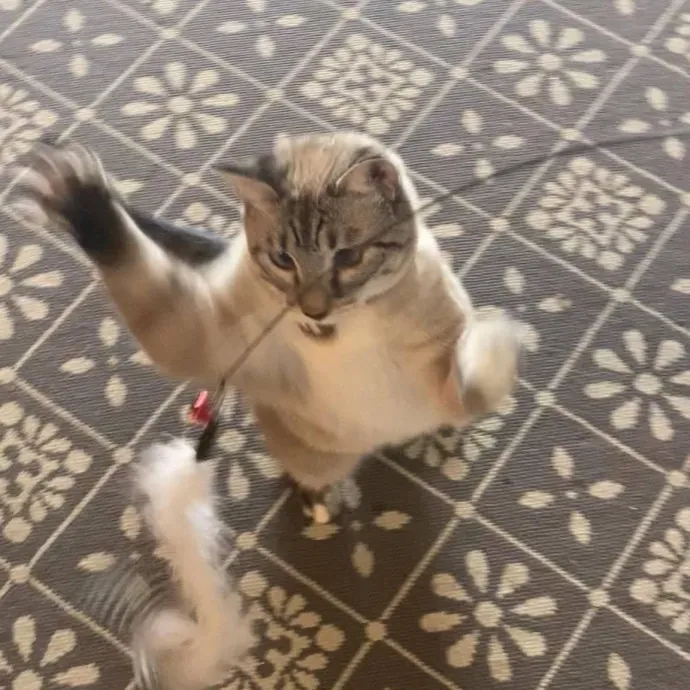 Your Cat's Next Best Friend photo 4