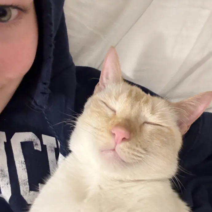 Your Cat's Next Best Friend photo 3