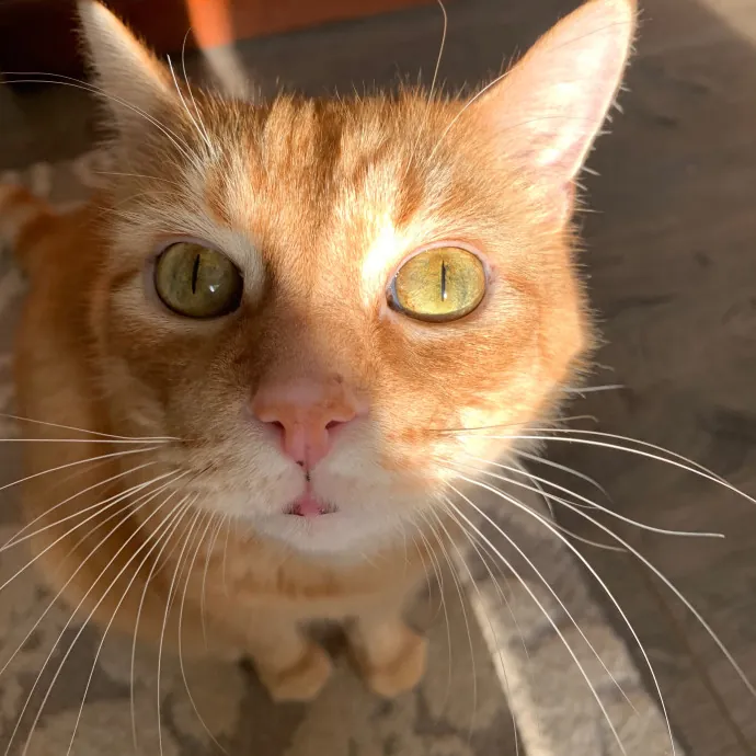 Columbia University Cat Sitter
