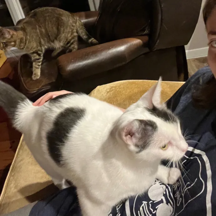 Columbia University Cat Sitter photo 4