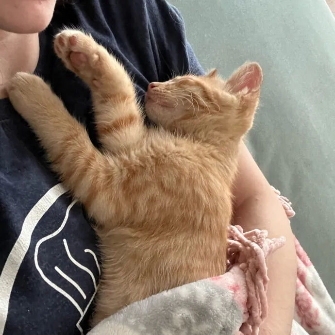 Columbia University Cat Sitter photo 2