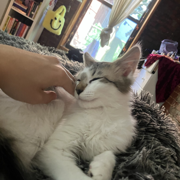 Loving Attentive Reliable Cat Sitter