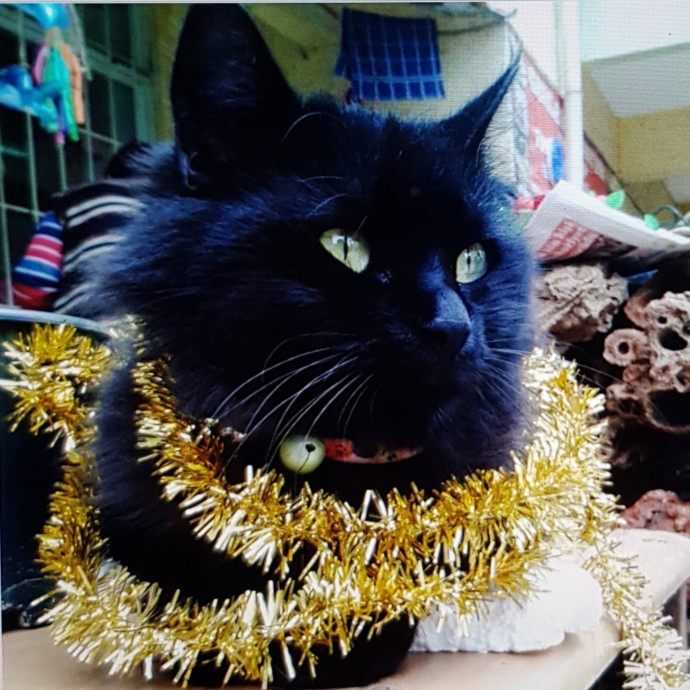 Certified 31-Yrs Exp Ex-Pet Store Owner