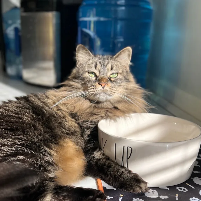 Pampered Like An Aristocat