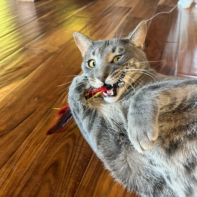 Pampered Like An Aristocat