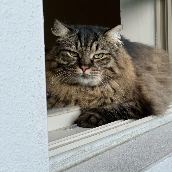 Pampered Like An Aristocat