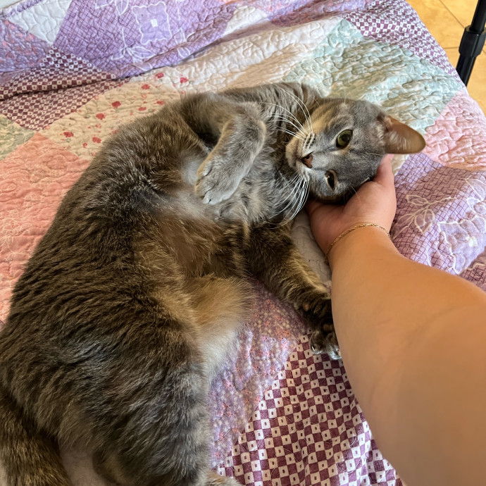 Pampered Like An Aristocat