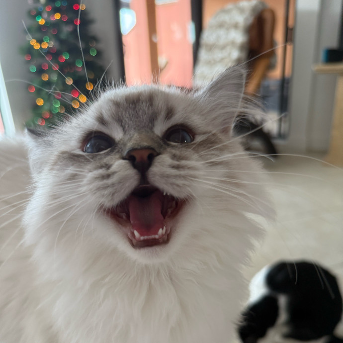Pampered Like An Aristocat