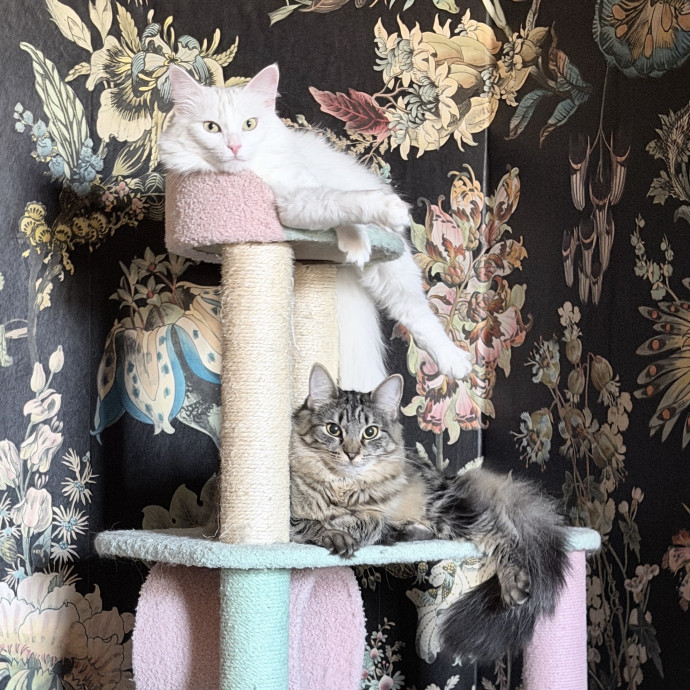 Pampered Like An Aristocat photo 3