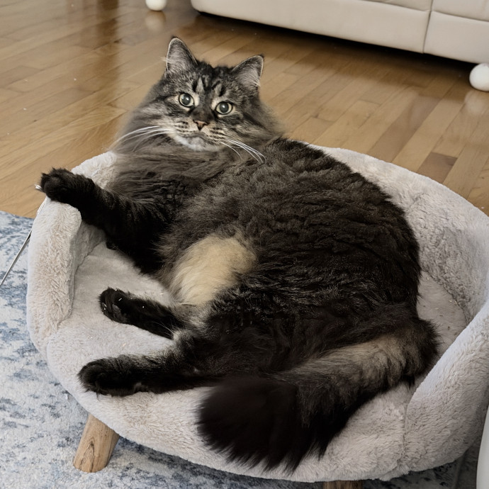 Pampered Like An Aristocat photo 2