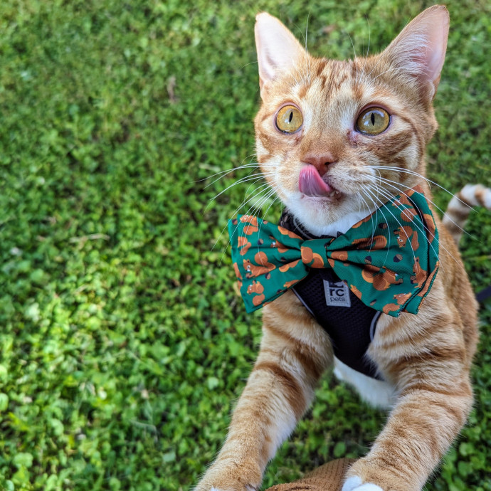 Sarai's Cat Academia In Atlanta