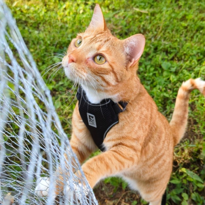 Sarai's Cat Academia In Atlanta