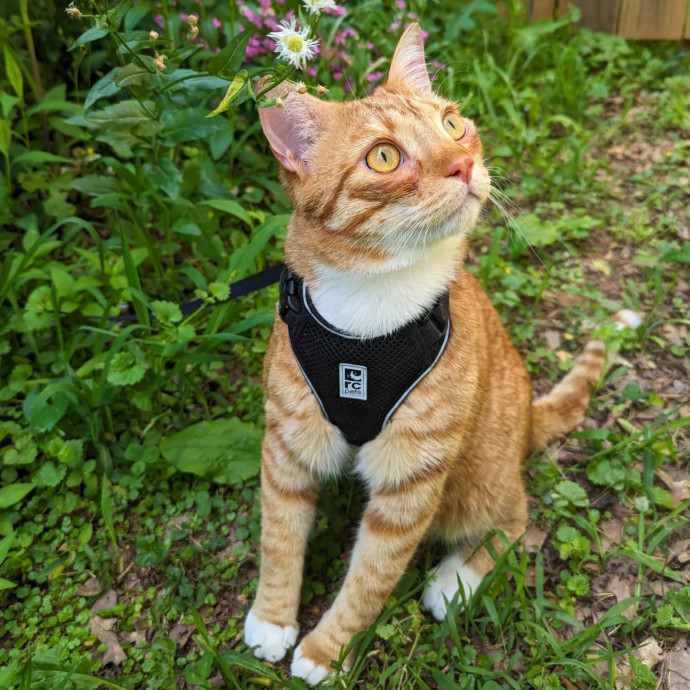Sarai's Cat Academia In Atlanta