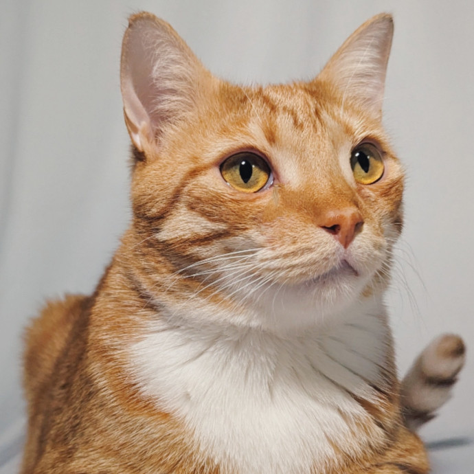 Sarai's Cat Academia In Atlanta photo 3