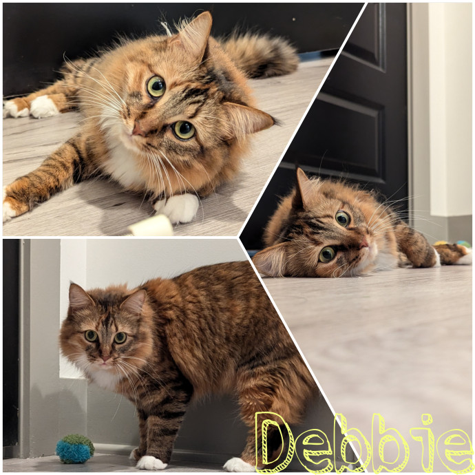 Sarai's Cat Academia In Atlanta photo 2