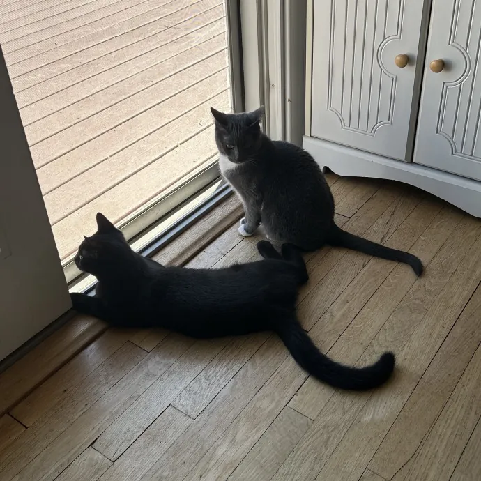 Chania's Cat Care photo 4