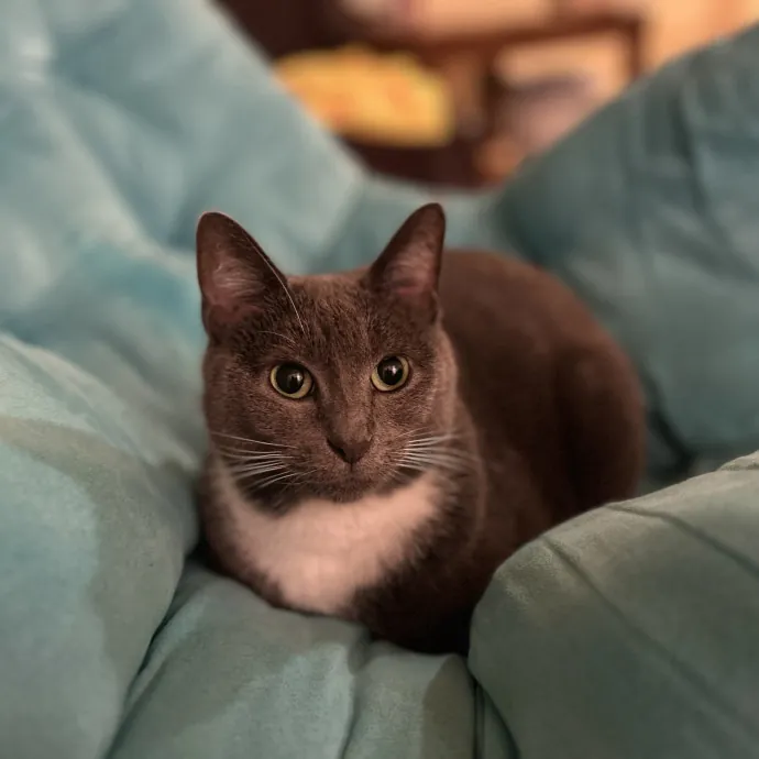 Chania's Cat Care photo 3