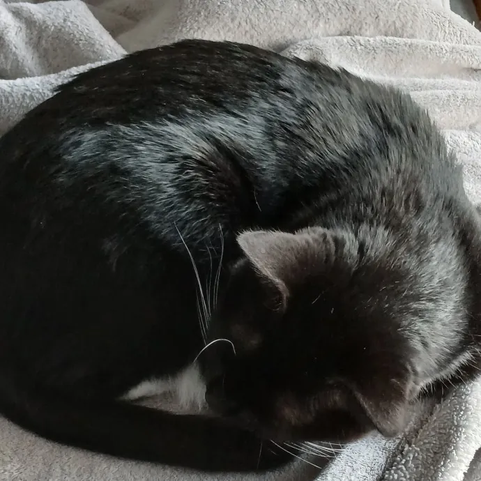 Sitter Friend And Caregiver For Cats