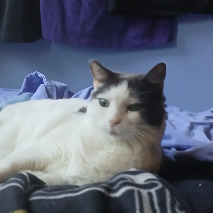 Sitter Friend And Caregiver For Cats